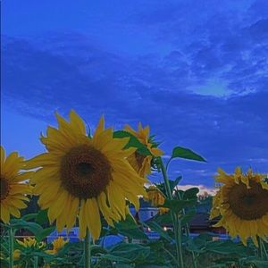 Meet your Posher, Hailey